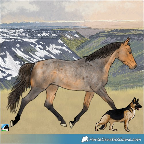 Horse Color:Buckskin Roan Rabicano