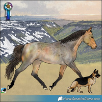 Horse Color:Buckskin Roan Rabicano 