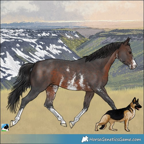 Horse Color:Brown Sabino 