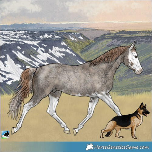 Horse Color:Liver Red Dun Ice Roan Sabino Splash Rabicano 