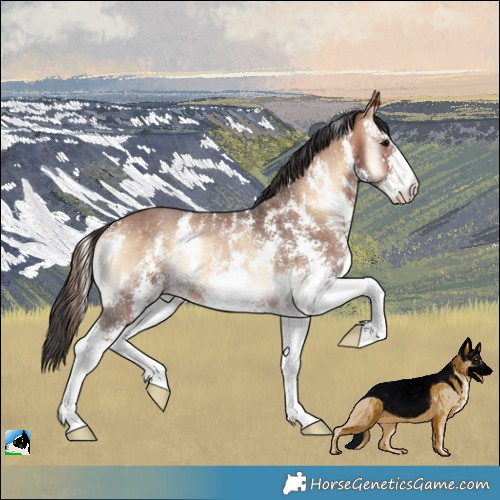 Horse Color:Bay Onyx Sabino Rabicano 