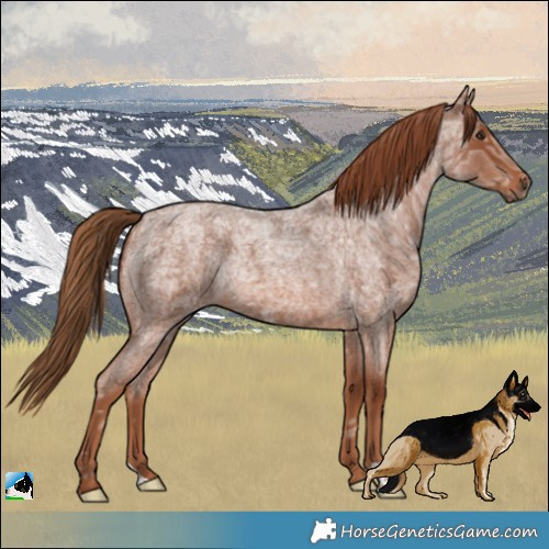 Horse Color:Red Ice Roan