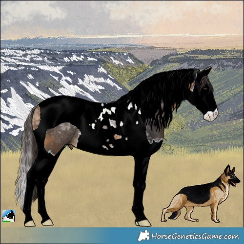 Horse Color:Buckskin Ice Splash Tobiano Rabicano 