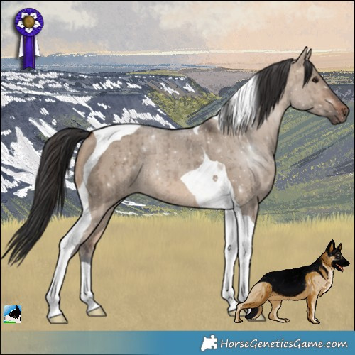 Horse Color:Brown Dun Tobiano Rabicano Brindle