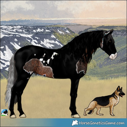 Horse Color:Brown Ice Splash Tobiano Rabicano 