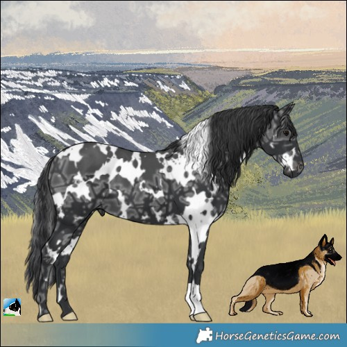 Horse Color:White Spotted Black Ice 