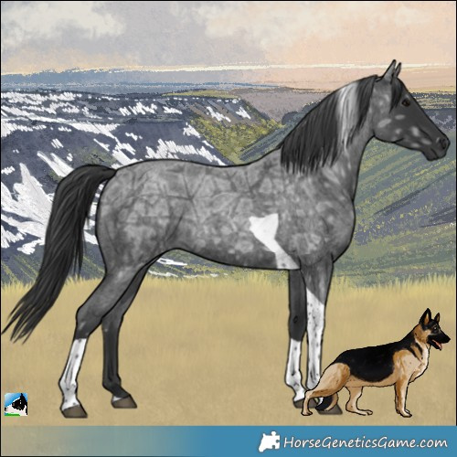 Horse Color:Blue Ice Roan Tobiano Rabicano 