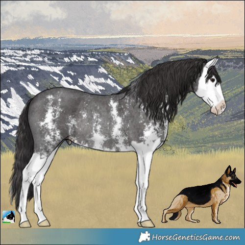Horse Color:Smoky Black Sabino Splash Rabicano
