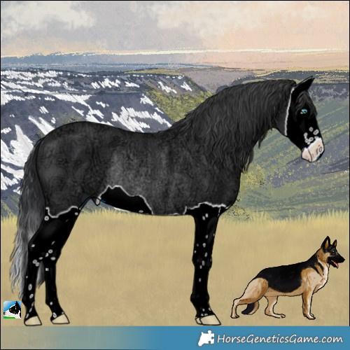 Horse Color:Black Ice Splash Rabicano 