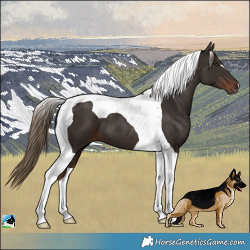 Horse Color:Liver Chestnut Tobiano 