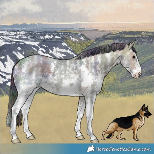 Horse Color:Nacre Brown Ice Sabino 