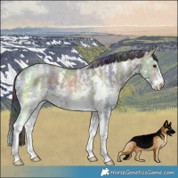 Horse Color:Nacre Brown Ice Sabino