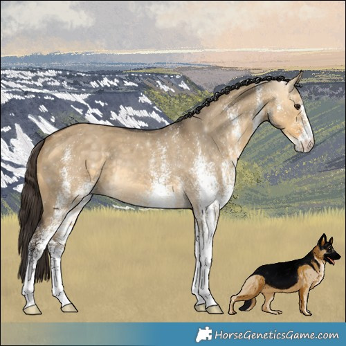 Horse Color:White Spotted Buckskin Dun