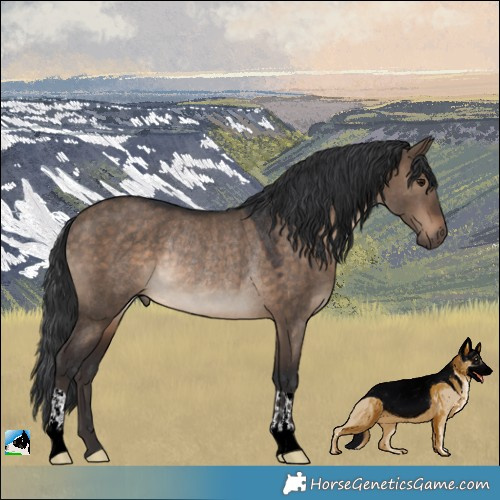 Horse Color:Brown Dun Rabicano 