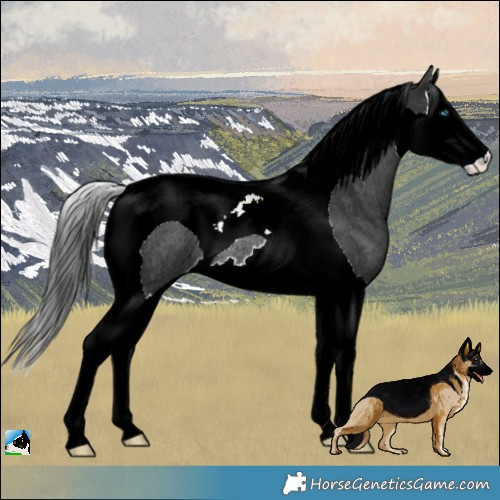 Horse Color:Black Splash Tobiano Rabicano
