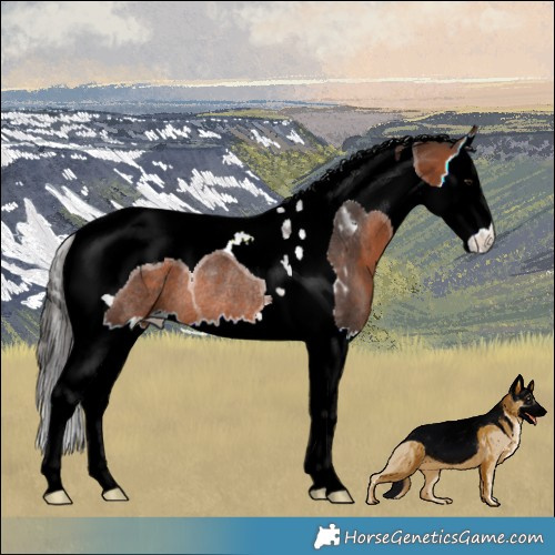 Horse Color:Bay Splash Tobiano Rabicano