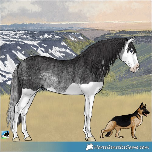 Horse Color:Buckskin Chinchilla Ice Splash Rabicano