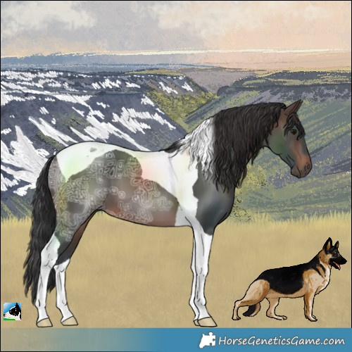 Horse Color:Brown Ice Tobiano