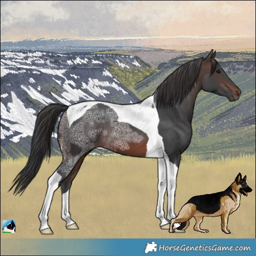 Horse Color:Brown Ice Tobiano