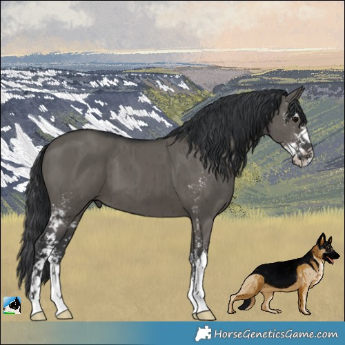 Horse Color:Grullo Sabino Brindle 