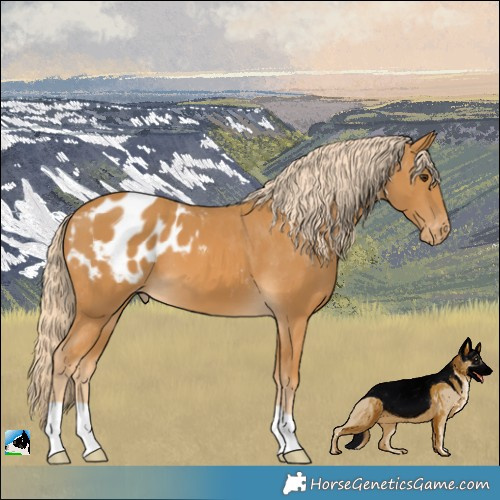 Horse Color:Palomino Appaloosa