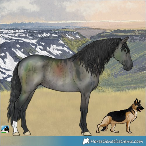 Horse Color:Grullo Rabicano Brindle 