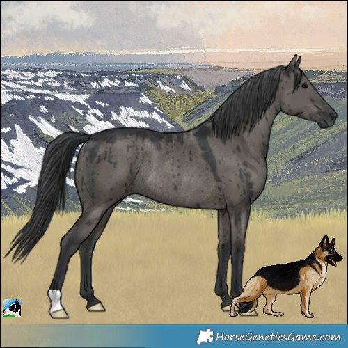 Horse Color:Grullo Rabicano Brindle