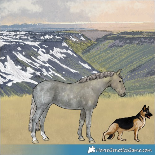 Horse Color:Silver Black Ice 