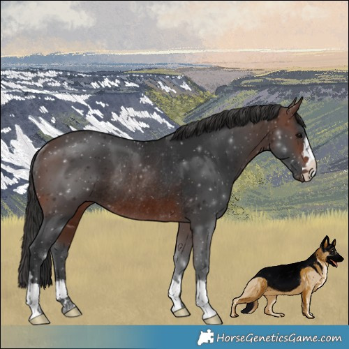 Horse Color:Brown Rabicano 