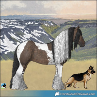 Horse Color:Brown Dun Tobiano