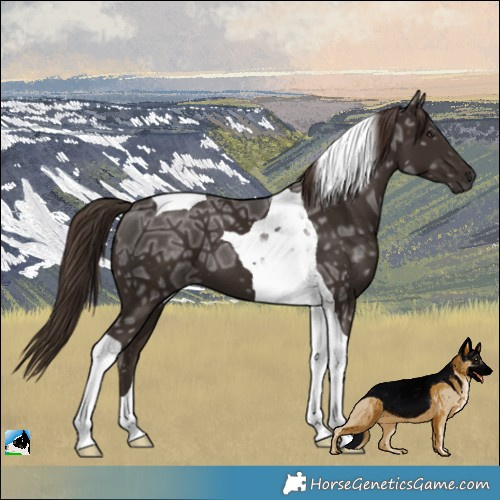 Horse Color:Liver Chestnut Ice Tobiano 