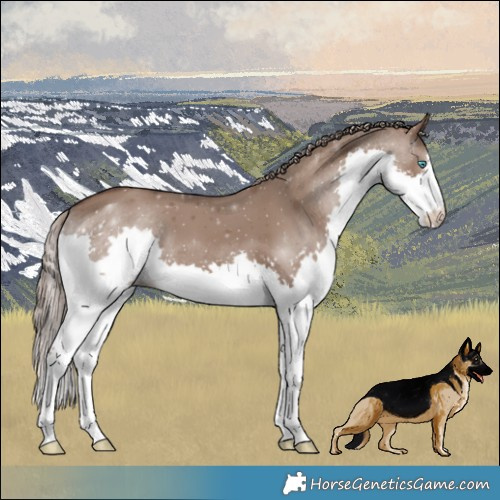 Horse Color:Liver Red Dun Splash 