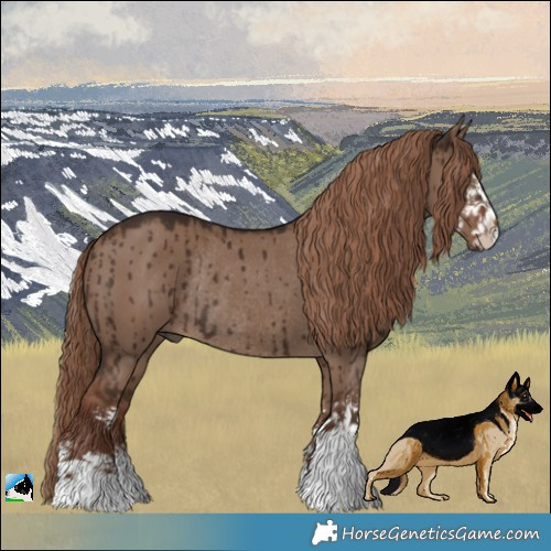 Horse Color:Liver Red Dun Sabino Rabicano Brindle