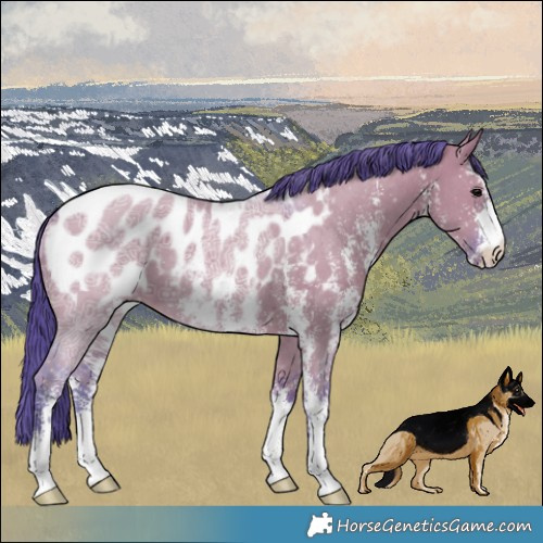 Horse Color:Watercolor Grullo Ice Sabino Appaloosa 