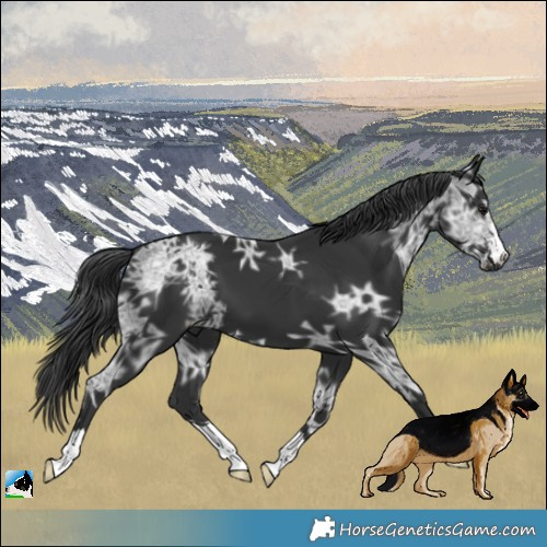Horse Color:Black Ice 