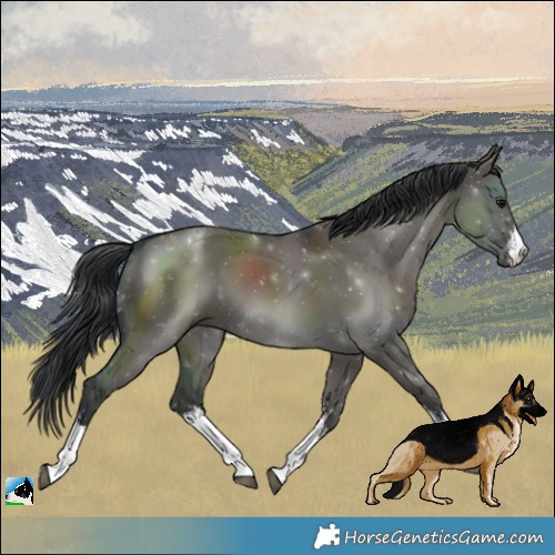Horse Color:White Spotted Grullo