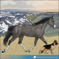 Horse Color:White Spotted Grullo