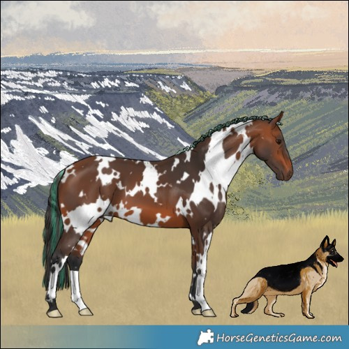 Horse Color:Painted White Spotted Bay