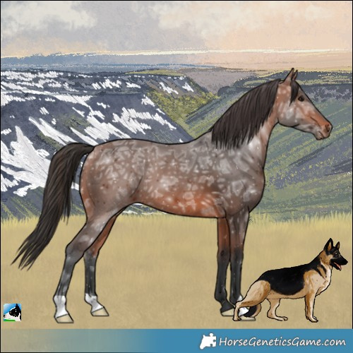 Horse Color:Bay Ice 