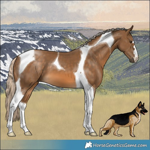 Horse Color:Chocolate Palomino Tobiano 