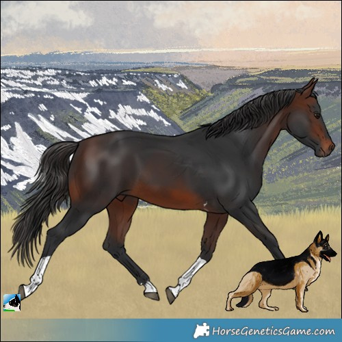 Horse Color:Brown Tobiano 