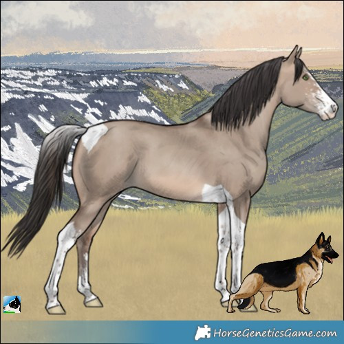 Horse Color:Sable Champagne Dun Sabino Tobiano 