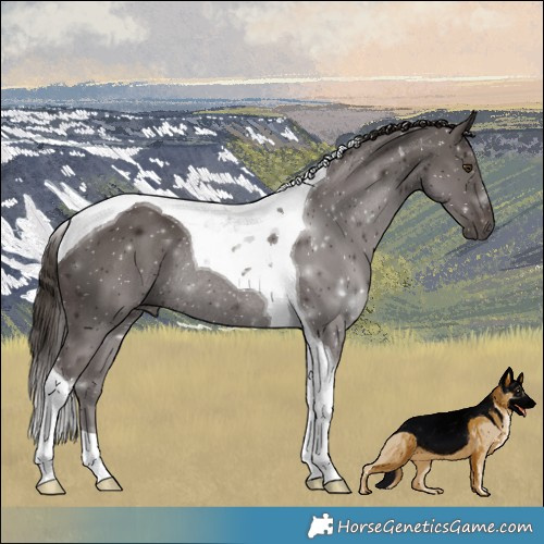 Horse Color:Liver Chestnut Tobiano Rabicano
