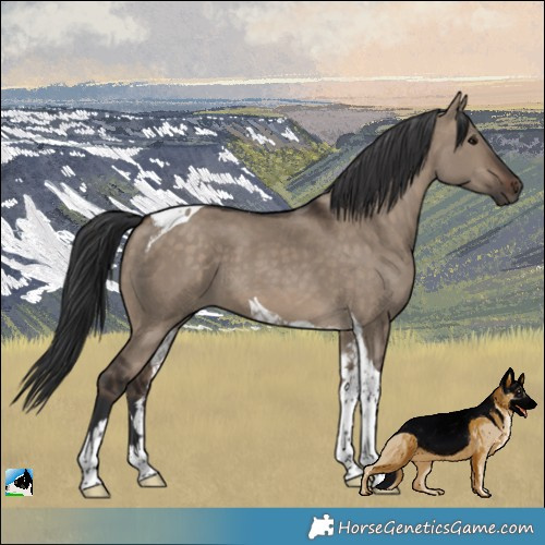 Horse Color:Brown Dun Tobiano