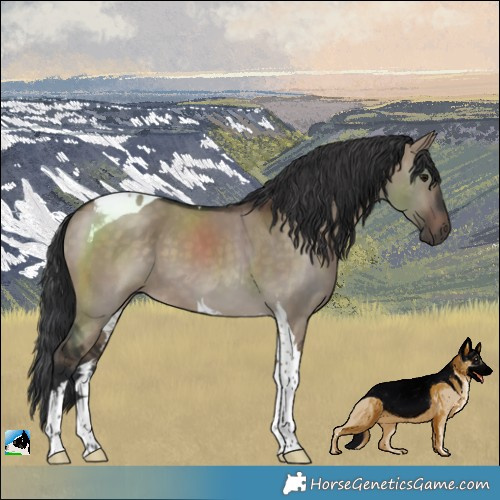 Horse Color:Brown Dun Tobiano