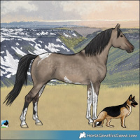 Horse Color:Brown Dun Tobiano