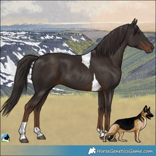 Horse Color:Liver Chestnut Tobiano