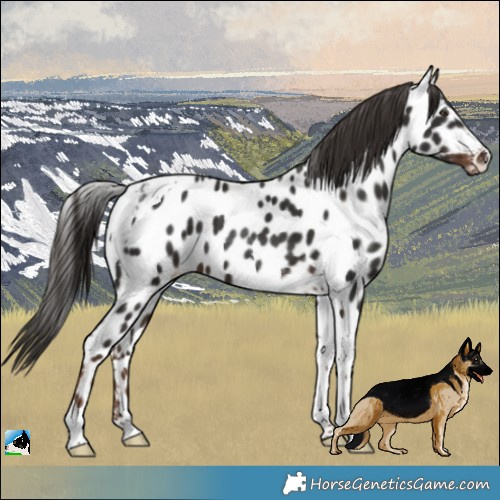 Horse Color:Liver Chestnut Tobiano Appaloosa 