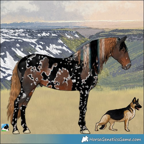 Horse Color:Gray White Spotted Liver Chestnut Tobiano Rabicano