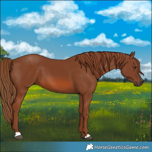 Horse Color:Chestnut 